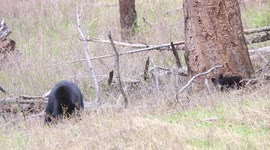 Black Bear Cub Antics