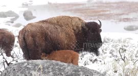 Brand New Bison Calves in Late Spring Snow