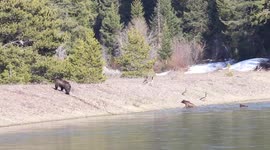 Grizzly Bear 399 and Twin Cubs