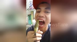 Who needs a toothbrush? Loyal bird cleans owner's teeth