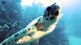UK diver shell'ebrates World Turtle Day