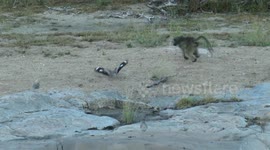 Angry bird aggressively chases young baboon