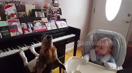 Piano-playing beagle serenades baby