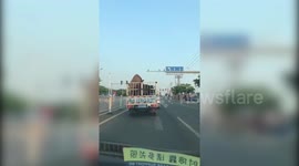 Road hogs! Humping pigs make transport lorry rock back and forth