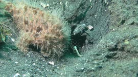 This hairy frogfish looks like a coral and uses a fishing rod to capture its prey