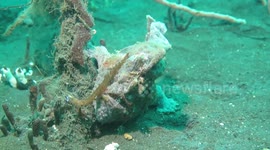 This Frogfish uses a fishing rod to try to lure the Nudibranch crawling over it