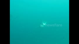 Turtle swims fast