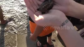 Residents cheered turtles out into the sea