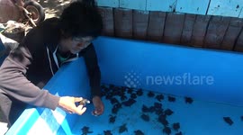 turtle rescue youth