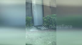 Baby alligator tries to get into Florida apartment