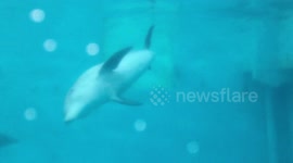 Clearwater aquarium prosthetic winter and hope the dolphins