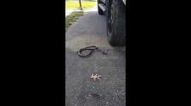 Snake moves without head