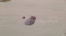 A mother Hippo, her tiny calf and Nile Crocodiles - clip 10