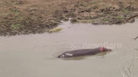A mother Hippo, her tiny calf and Nile Crocodiles - clip 9