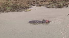 A mother Hippo, her tiny calf and Nile Crocodiles - clip 8