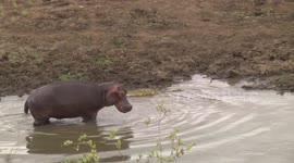 A mother Hippo, her tiny calf and Nile Crocodiles - clip 7