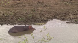 A mother Hippo, her tiny calf and Nile Crocodiles - clip 6
