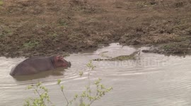 A mother Hippo, her tiny calf and Nile Crocodiles - clip 5