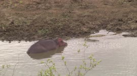 A mother Hippo, her tiny calf and Nile Crocodiles - clip 4