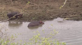 A mother Hippo, her tiny calf and Nile Crocodiles - clip 3