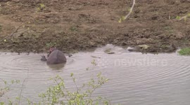 A mother Hippo, her tiny calf and Nile Crocodiles - clip 2