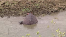 A mother Hippo, her tiny calf and Nile Crocodiles - clip 1