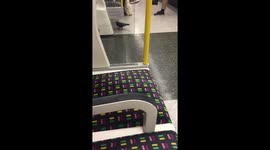 That pigeon knows where it’s going