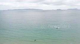 Orcas come to Opito Bay, NZ - searching for stingrays