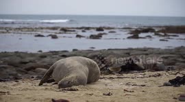 Female sea lion on the beach