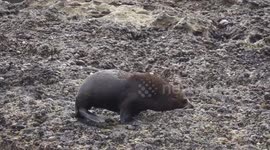 Furseal family resting at the beach