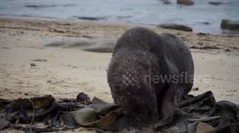 Sea Lion takes a rest on the beach