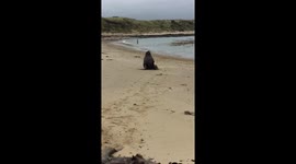 People close to a sea lion in New Zealand