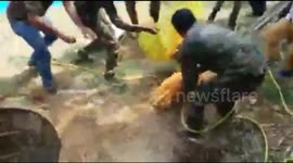 Sloth bear mother and cubs rescued from abandoned well