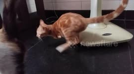 Plucky 'kangaroo cat' with only 2 hind legs hops to get around house