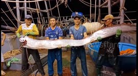 Fishermen catch giant oarfish off the coast of Vietnam