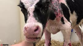Calf who escaped farm inferno is on the mend after suffering serious burns on most of his body