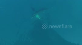 THRESHER SHARK wants the fish!