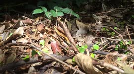 Ant Colony In Honduras