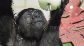 Young gorilla cools himself down with ice lolly