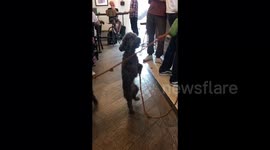 Dancing poodle can't wait for his morning shot of coffee