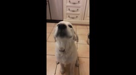 Golden retriever puppy discovers mashed potato