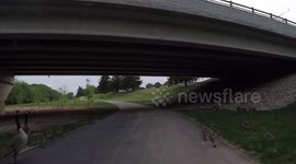 Cyclist desperately swerves to avoid running over goslings