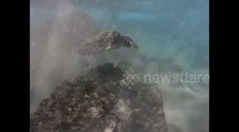 Swimming with sea turtles