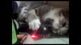 Cats fight over the 'mouse'