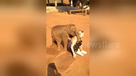 Baby elephant won’t leave US author in Thailand alone