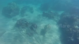 Sea turtle swims through a school of fish