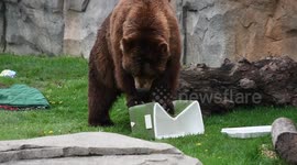 Brown bear crushing a cooler