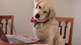 Dog reacts to siren / Golden Retriever
