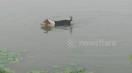 A Funny Street Dog Swimming And Hunting For Food In A Pond Water