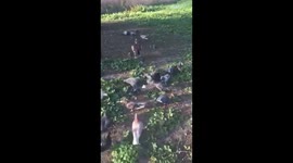 Feeding Pigeons in St James Park London